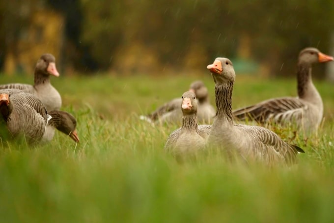 ICE motorbike noise levels can affect wildlife